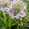 Agapanthe Hybride Fireworks 2 Agapanthe Hybride Fireworks -Jardin A La Maison Agapanthus Fireworks 88871 3