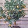 Calamondin - Citrus Madurensis (mitis) -Jardin A La Maison Agrume Calamondin 79065 1