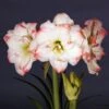 Amaryllis Amadeus Candy - Hippeastrum 2 Amaryllis Amadeus Candy - Hippeastrum -Jardin A La Maison Amaryllis Amadeus Candy Hippeastrum 15922 1