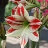 Amaryllis Ambiance* -Jardin A La Maison Amaryllis Ambiance 56970 1
