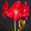Amaryllis Candy Cream (Candy Queen) - Hippeastrum 2 Amaryllis Candy Cream (Candy Queen) - Hippeastrum -Jardin A La Maison Amaryllis Candy Cream Candy Queen Hippeastrum IF 17548 1