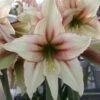 Amaryllis Magic Green -Jardin A La Maison Amaryllis Magic Green 56614 1