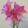 Amaryllis Neon -Jardin A La Maison Amaryllis Neon 87545 1