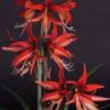 Amaryllis Sumatra - Hippeastrum Cybister -Jardin A La Maison Amaryllis Sumatra Hippeastrum 15931 1