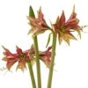 Amaryllis Cybister Mystica - Hippeastrum -Jardin A La Maison Amaryllis cybister mystica hippeastrum copyright 15925 1 1