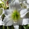 Amaryllis Pluriflore White Garden - Hippeastrum 2 Amaryllis Pluriflore White Garden - Hippeastrum -Jardin A La Maison Amaryllis pluriflore White Garden Hippeastrum 15933 1