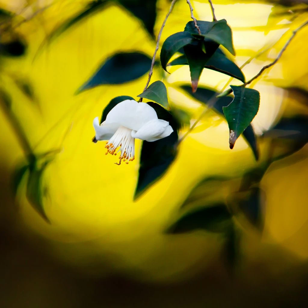 Camellia Tsaii - Camélia D'hiver 3 Camellia Tsaii - Camélia D'hiver