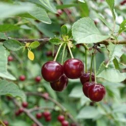 Cerisier Griottier Guindoux Des Charentes Bio