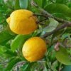 Cédratier - Citrus Medica -Jardin A La Maison Citrus medica 87374 1