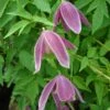 Clématite - Clematis Alpina Ruby -Jardin A La Maison Clematis Alpina Ruby 67805 1