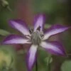 Clématite - Clematis Astra Nova -Jardin A La Maison Clematis Astra Nova 681524 1