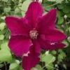 Clématite - Clematis Ernest Marckham -Jardin A La Maison Clematis Ernest Marckham 681496 1