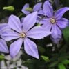 Clématite - Clematis Sugar Sweet (Scented Clem) -Jardin A La Maison Clematis Scented Clem 83898 3