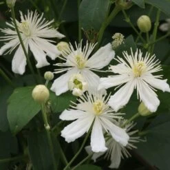 Clématite - Clematis Mandshurica