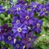 Clématite Italienne - Clematis Viticella Happy Birthday -Jardin A La Maison Clematis viticella Happy Birthday IF 1011341 1