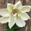 Clématite - Clematis Mrs. Georges Jackman -Jardin A La Maison Clematite Clematis Mrs Georges Jackman 87836 1