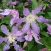 Clématite - Clematis Diversifolia East River -Jardin A La Maison Clematite Clematis diversifolia East River IF 16593 1