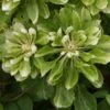 Clématite - Clematis Green Passion -Jardin A La Maison Clematite Green Passion 83600 1