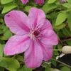 Clématite - Clematis SUCCESS® Candy -Jardin A La Maison Clematite Success Candy 681515 1