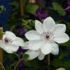 Clématite - Clematis White Pearl -Jardin A La Maison Clematite White Pearl 83032 1