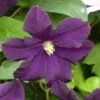 Clématite - Clematis Romantika -Jardin A La Maison Clematite a grandes fleurs Romantika 83616 1