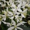 Clématite - Clematis Armandii Snowdrift -Jardin A La Maison Clematite armandii Snowdrift 83607 1