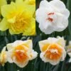 Collection Narcisses Doubles 1 Collection Narcisses Doubles -Jardin A La Maison Collection Narcisses Doubles 82855 1