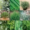 Collection De 10 Aromatiques En Plants -Jardin A La Maison Collection de 10 aromatiques Bio en plants 4035 1