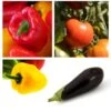 Collection "Ratatouille" De 5 Plants Potagers GREFFES -Jardin A La Maison Collection de 5 plants potagers greff s 4248 1