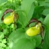 Cypripedium Calceolus - Sabot De Venus -Jardin A La Maison Cypripedium calceolus ld urjsa 80044 1