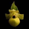 Cypripedium Flavum - Sabot De Vénus Jaune Pâle 1 Cypripedium Flavum - Sabot De Vénus Jaune Pâle -Jardin A La Maison Cypripedium flavum 80352 1