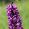Dactylorhiza Majalis - Orchis De Mai Ou à Feuilles Larges -Jardin A La Maison Dactylorhiza majalis 8893 1
