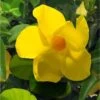 Dipladenia Diamantina Opale Citrine 2.0 - Mandevilla -Jardin A La Maison Dipladenia diamantina opale citrine 164710 2