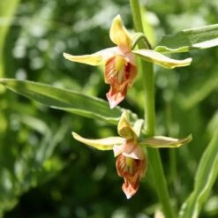 Epipactis Gigantea - Helleborine
