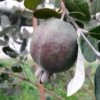 Feijoa Ou Acca Sellowiana Apollo - Goyavier Du Brésil -Jardin A La Maison Feijoa ou Acca sellowiana Apollo Goyavier du Bresil IF 180081 1