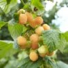 Framboisier Nain Remontant Goodasgold - Rubus Idaeus 2 Framboisier Nain Remontant Goodasgold - Rubus Idaeus -Jardin A La Maison Framboisier nain remontant Goodasgold Rubus idaeus copyright 182731 1