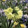 Fritillaria Raddeana - Couronne Impériale -Jardin A La Maison Fritillaire imperiale Raddeana 54587 1