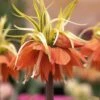 Fritillaire Imperialis Aureomarginata - Couronne Impériale -Jardin A La Maison Fritillaria imperiale Aureomarginata 54589 1