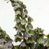 Fritillaria Persica Green Dreams - Fritillaire De Perse 1 Fritillaria Persica Green Dreams - Fritillaire De Perse -Jardin A La Maison Fritillaria persica Green Dreams 15325 1
