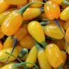 Goji Amber Sweet - Lycium Barbarum -Jardin A La Maison Goji Amber Sweet Lycium barbarum 84993 1