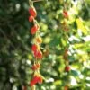 Goji Instant Success - Lycium Barbarum 2 Goji Instant Success - Lycium Barbarum -Jardin A La Maison Goji Instant Success 78111 1