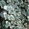 Lierre Des Canaries - Hedera Algeriensis Gloire De Marengo -Jardin A La Maison Hedera algeriensis Gloire de Marengo 83634 1