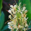 Hedychium Dixter (Tresco) - Longose - Gingembre D'ornement -Jardin A La Maison Hedychium Dixter Tresco Longose Gingembre d ornement copyright 18039 1