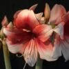 Amaryllis Charisma -Jardin A La Maison Hippeastrum Charisma ld ukhviid 56965 1