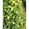 Houblon - Humulus Lupulus Prima Donna -Jardin A La Maison Humulus lupulus Prima Donna 86224 1