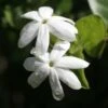 Jasmin Officinal - Jasminum Officinale Affinis -Jardin A La Maison Jasmin blanc officinal Jasminum officinale Affinis copyright 1010792 1