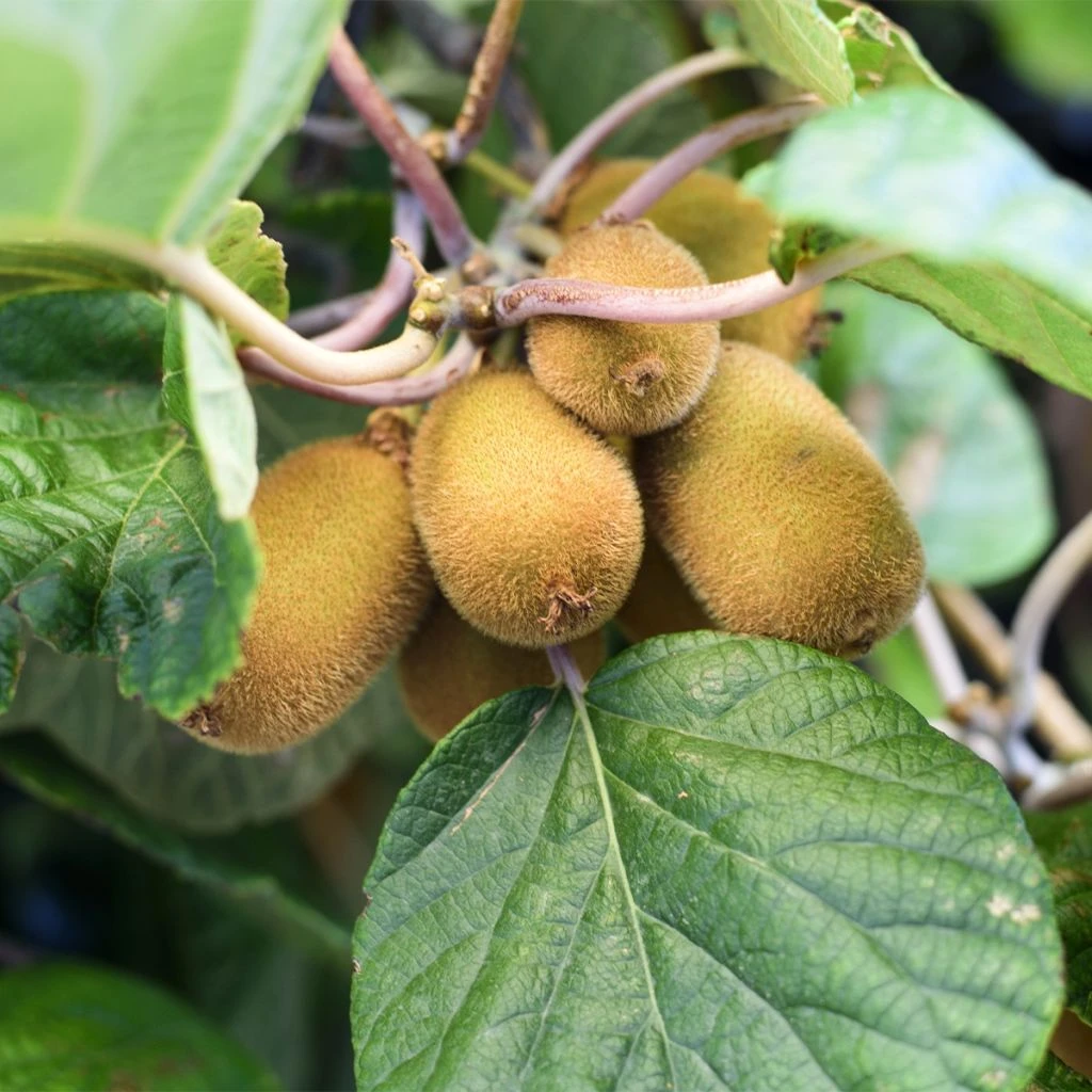 Kiwi Autofertile Solo - Actinidia Chinensis 3 Kiwi Autofertile Solo - Actinidia Chinensis