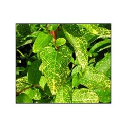 Chèvrefeuille - Lonicera Japonica Aureoreticulata