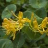 Chèvrefeuille De Tellman - Lonicera Tellmaniana -Jardin A La Maison Lonicera tellmaniana 83651 1