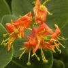 Chèvrefeuille - Lonicera X Heckrotii Firecracker® -Jardin A La Maison Lonicera x heckrotii Firecracker 85668 1